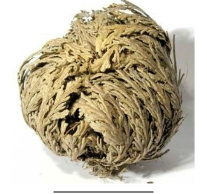 Rose of Jericho