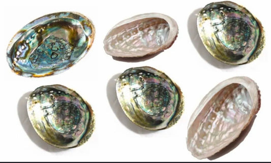 Abalone Shell- 5-6 Inch